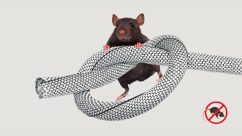 Gnagebestandig kabelbeskyttelse med en rotte